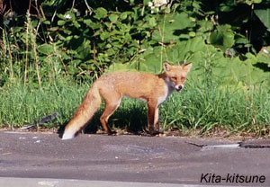 Kita-kitsune : north Fox